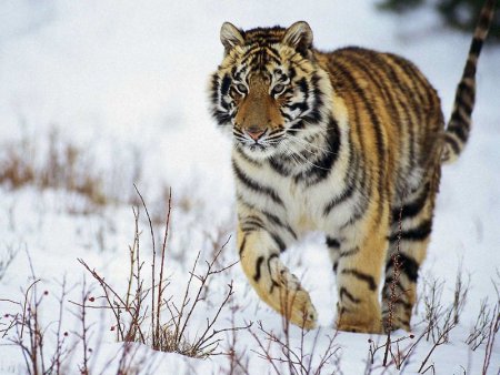 Амурский тигр Хабаровский край