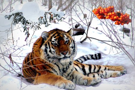 Амурский тигр Хабаровский край