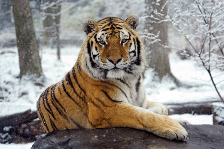 Краснокнижный тигр Амурский
