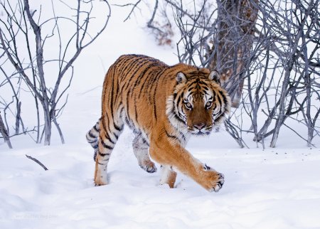 Уссурийский (Амурский) тигр Уссурийский (Амурский) тигр