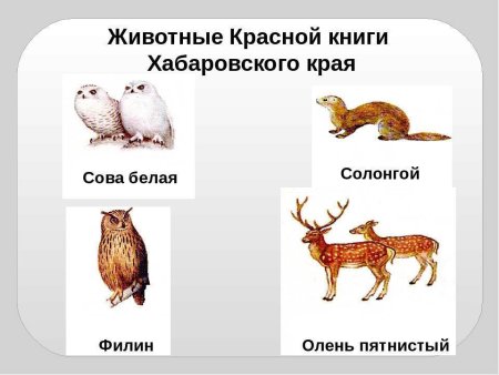 Охраняемые животные Хабаровского края