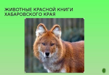 Краснокнижные животные Хабаровского края