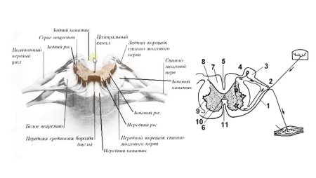 Центральная нервная система схема спинной мозг