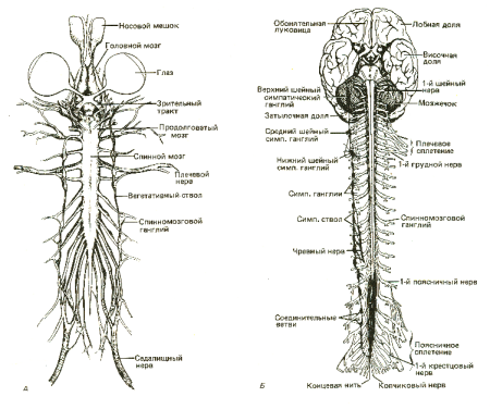 Строение спинного мозга животных