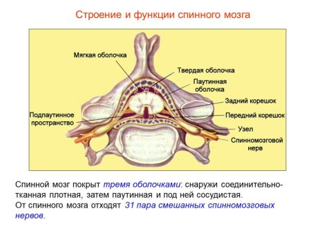 Строение спинного мозга коровы