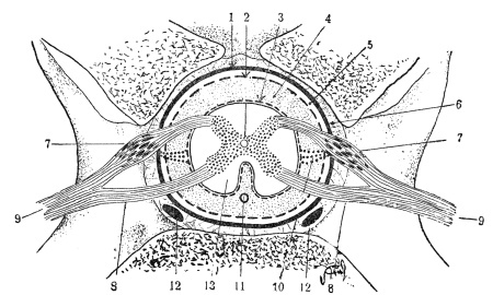 Строение спинного мозга вид сбоку