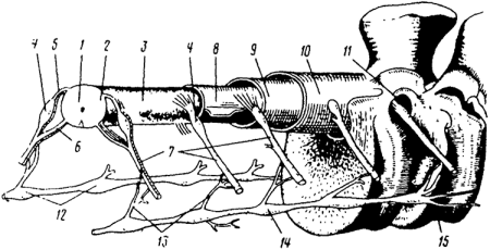 Схема строения сегмента спинного мозга