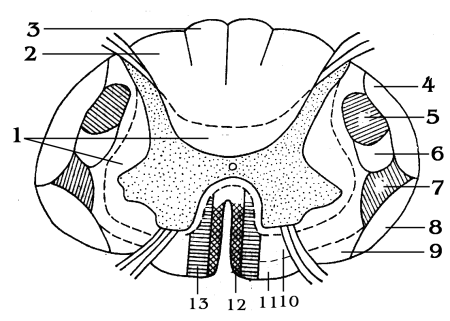 Спинной мозг КРС анатомия