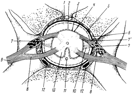 Строение спинного мозга неврология