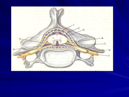 Внешнее строение спинного мозга анатомия