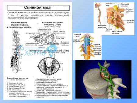 Нервная система млекопитающих