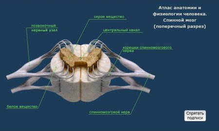 Строение спинного мозга ЕГЭ