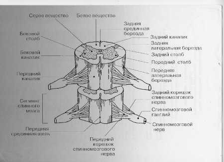 Нервная система собаки схема