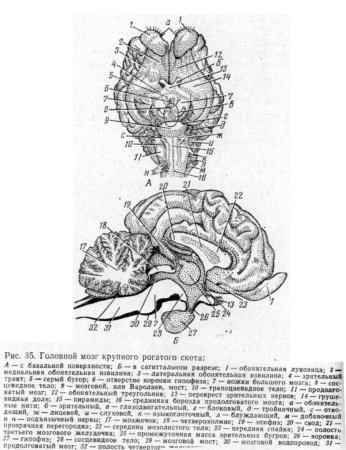 Строение спинного мозга анатомия человека