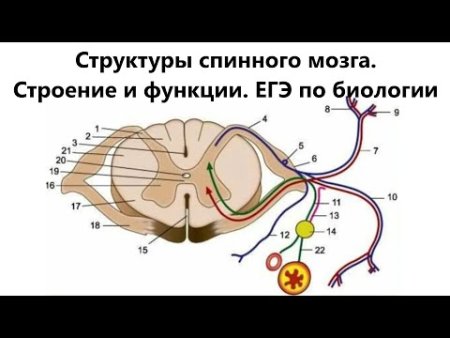 Поперечный разрез спинного мозга