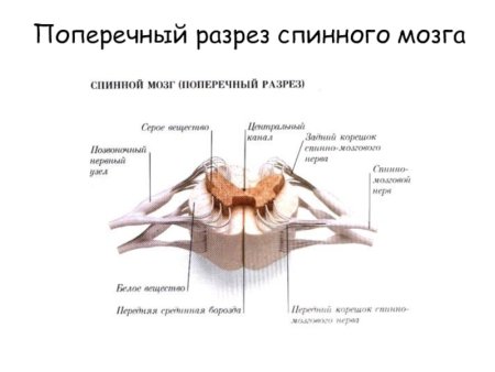 Анатомия нервной системы кошки