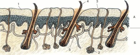Рис 145 покровы тела хордовых животных