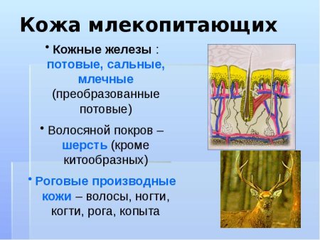 Потовые железы у млекопитающих