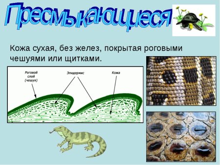 Покровы тела класс пресмыкающиеся 7 класс