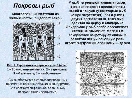 Строение кожи рыб