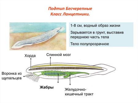 Бесчерепные представители