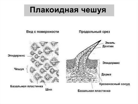 Сальные железы кожи расположены в