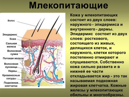 Соленоциты