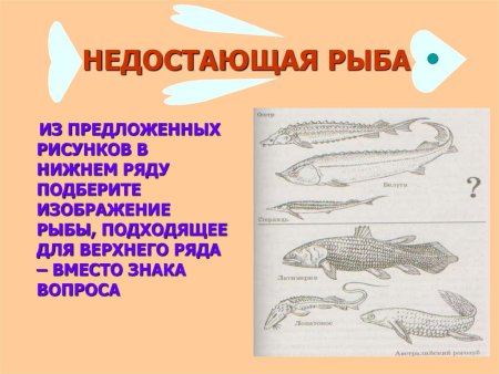 Кровеносная система беспозвоночных