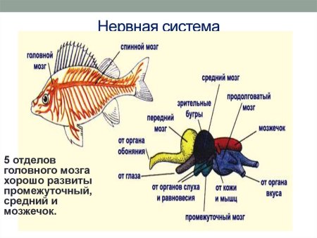 Головохордовые ланцетник