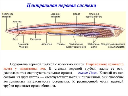 Среда обитания ланцетника