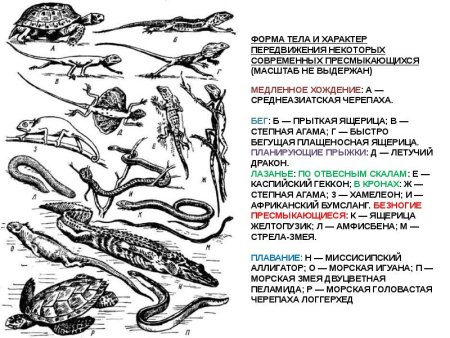 Ганоидная чешуя рыб