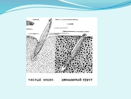Тип Хордовые млекопитающие