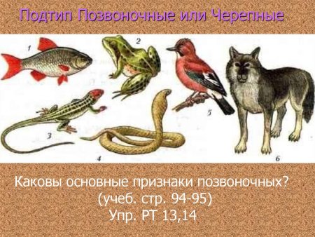 Тип Хордовые класс круглоротые