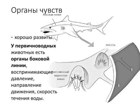 Хордовые позвоночные