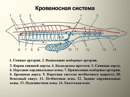 Систематика хордовых животных