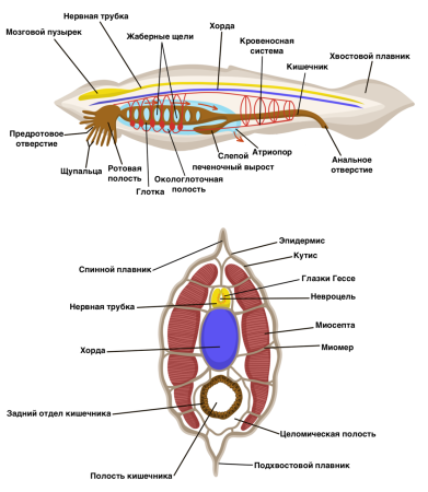 Эволюция нервной системы беспозвоночных животных