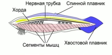 Тип Хордовые Подтип Черепные класс круглоротые