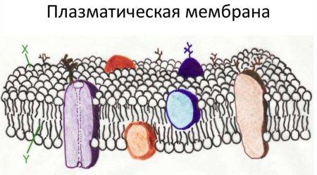 Структура клеточной мембраны плазматическая мембрана