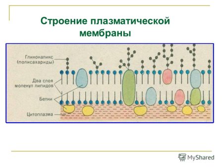 Строение плазматической мембраны клетки