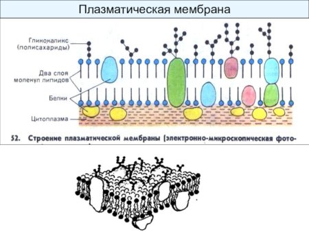 Схема строения плазматической мембраны 10 класс