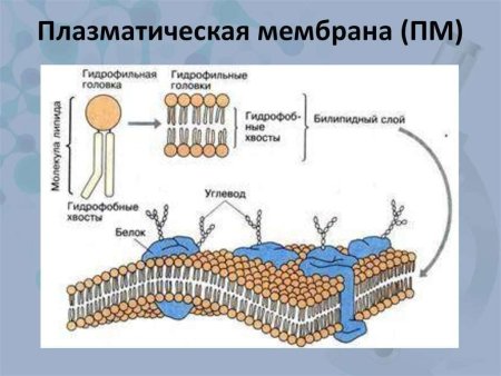 Структура клеточной мембраны плазматическая мембрана