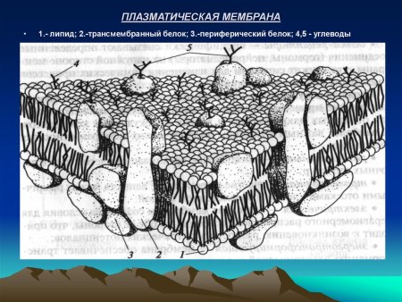 Плазматическая мембрана фосфолипиды белки