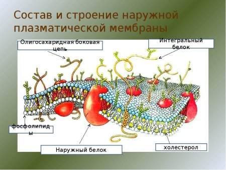 Строение плазматической мембраны растительной клетки