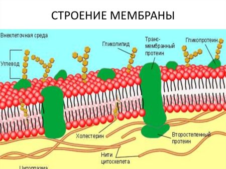 Строение наружной плазматической мембраны