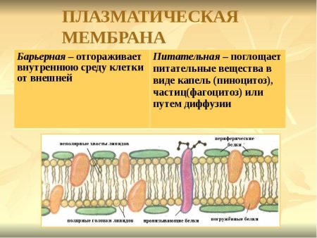 Строение плазматической мембраны клетки