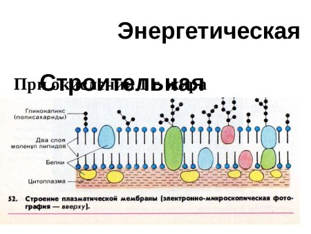 Структура клеточной мембраны плазматическая мембрана