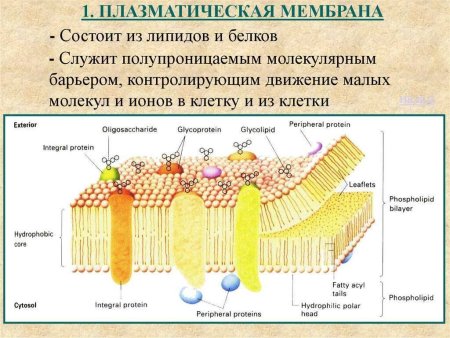 Структура плазматической мембраны