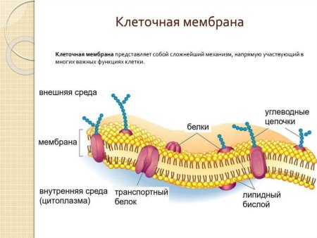 Билипидный слой мембраны
