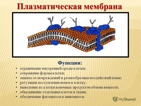 Клеточная мембрана строение и функции
