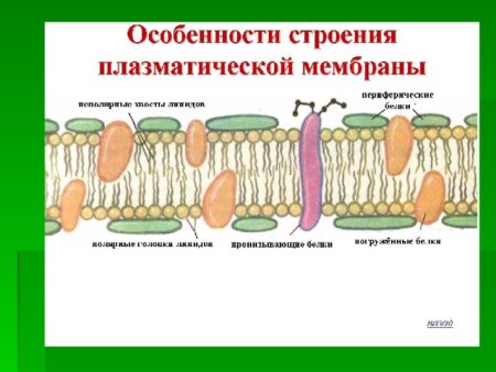 Строение мембран плазматическая мембрана